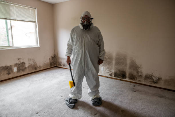 Best Kitchen Mold Remediation in Lawton, MI